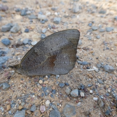 Heteronympha merope (Common Brown Butterfly) at Charleys Forest, NSW - 14 Dec 2022 by arjay