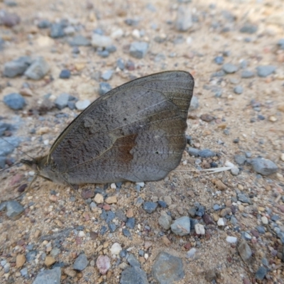 Heteronympha merope (Common Brown Butterfly) at Charleys Forest, NSW - 13 Dec 2022 by arjay