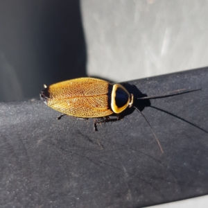 Ellipsidion australe at Kambah, ACT - 25 Jan 2023