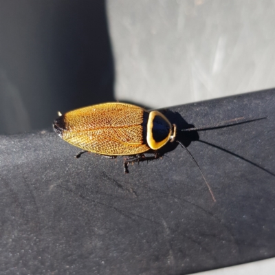 Ellipsidion australe (Austral Ellipsidion cockroach) at Kambah, ACT - 25 Jan 2023 by MatthewFrawley