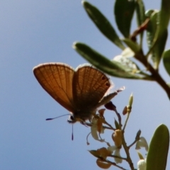 Nacaduba biocellata (Two-spotted Line-Blue) at Red Hill Nature Reserve - 25 Jan 2023 by LisaH