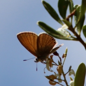 Nacaduba biocellata at Deakin, ACT - 25 Jan 2023