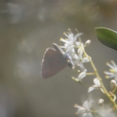 Nacaduba biocellata at Deakin, ACT - 25 Jan 2023