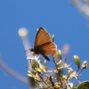 Nacaduba biocellata at Deakin, ACT - 25 Jan 2023