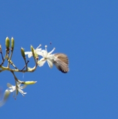 Nacaduba biocellata at Deakin, ACT - 25 Jan 2023