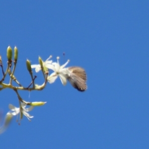 Nacaduba biocellata at Deakin, ACT - 25 Jan 2023