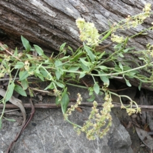 Rumex acetosella at Bolaro, NSW - 21 Jan 2023 09:52 PM