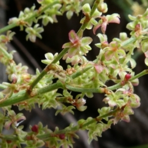 Rumex acetosella at Bolaro, NSW - 21 Jan 2023 09:52 PM