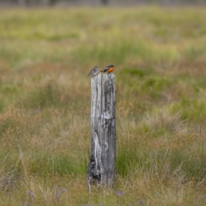 Petroica phoenicea at Yaouk, NSW - 21 Jan 2023