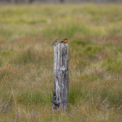 Petroica phoenicea (Flame Robin) at Yaouk, NSW - 21 Jan 2023 by trevsci