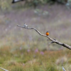 Petroica phoenicea at Yaouk, NSW - 21 Jan 2023