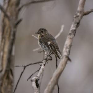 Petroica phoenicea at Yaouk, NSW - 21 Jan 2023