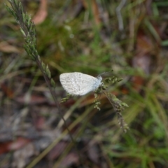 Zizina otis (Common Grass-Blue) at Charleys Forest, NSW - 5 Dec 2022 by arjay
