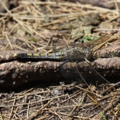 Orthetrum caledonicum (Blue Skimmer) at Lake Ginninderra - 24 Jan 2023 by Tammy