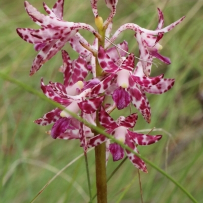 Dipodium variegatum (Blotched Hyacinth Orchid) at Glenquarry, NSW - 25 Jan 2023 by Snowflake