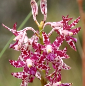 Dipodium variegatum at Glenquarry, NSW - 25 Jan 2023