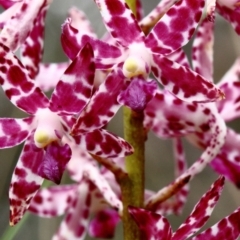 Dipodium variegatum at Glenquarry, NSW - 25 Jan 2023