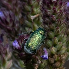 Diphucephala sp. (genus) (Green Scarab Beetle) at Stromlo, ACT - 24 Jan 2023 by Roger