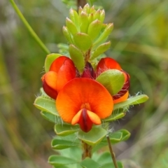 Pultenaea tuberculata (Wreath Bush-pea) at Jerrawangala, NSW - 20 Jan 2023 by RobG1