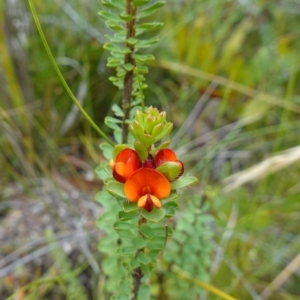 Pultenaea tuberculata at Jerrawangala, NSW - 20 Jan 2023