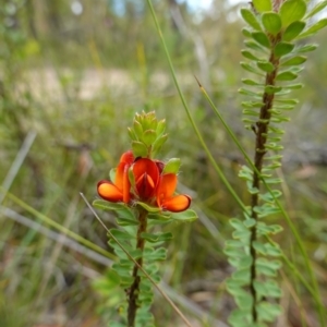 Pultenaea tuberculata at Jerrawangala, NSW - 20 Jan 2023