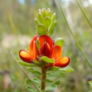 Pultenaea tuberculata at Jerrawangala, NSW - 20 Jan 2023