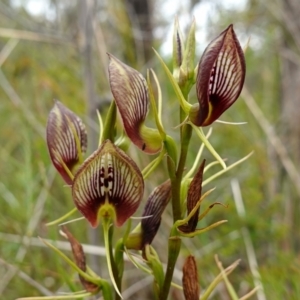 Cryptostylis erecta at Jerrawangala, NSW - suppressed