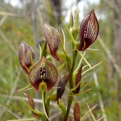 Cryptostylis erecta (Bonnet Orchid) at Jerrawangala, NSW - 20 Jan 2023 by RobG1