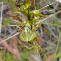 Cryptostylis erecta at Jerrawangala, NSW - suppressed