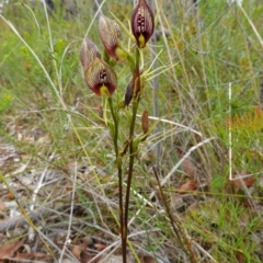 Cryptostylis erecta at Jerrawangala, NSW - suppressed
