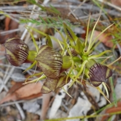 Cryptostylis erecta at Jerrawangala, NSW - suppressed