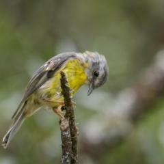 Eopsaltria australis (Eastern Yellow Robin) at Tallaganda National Park - 24 Jan 2023 by trevsci