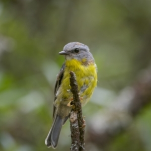 Eopsaltria australis at Harolds Cross, NSW - 24 Jan 2023