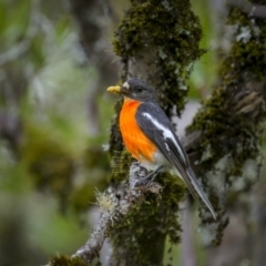 Petroica phoenicea (Flame Robin) at Tallaganda State Forest - 24 Jan 2023 by trevsci