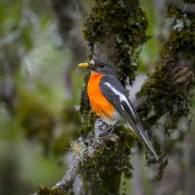 Petroica phoenicea (Flame Robin) at Tallaganda State Forest - 24 Jan 2023 by trevsci