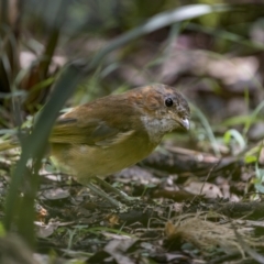 Pachycephala olivacea (Olive Whistler) at Captains Flat, NSW - 24 Jan 2023 by trevsci