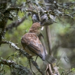 Pachycephala olivacea at suppressed - 24 Jan 2023