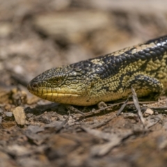 Tiliqua nigrolutea (Blotched Blue-tongue) at QPRC LGA - 23 Jan 2023 by trevsci