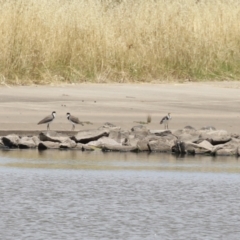 Vanellus miles (Masked Lapwing) at Molonglo, ACT - 24 Jan 2023 by RodDeb