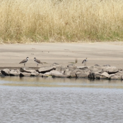 Vanellus miles (Masked Lapwing) at Coombs Ponds - 24 Jan 2023 by RodDeb