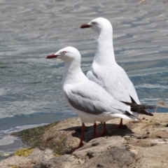 Chroicocephalus novaehollandiae (Silver Gull) at Coombs Ponds - 24 Jan 2023 by RodDeb