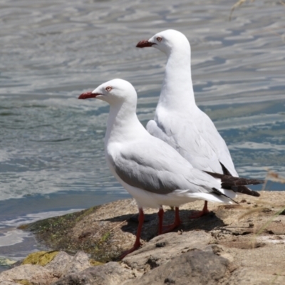 Chroicocephalus novaehollandiae (Silver Gull) at Coombs Ponds - 24 Jan 2023 by RodDeb