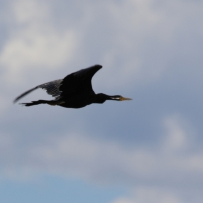 Anhinga novaehollandiae (Australasian Darter) at Coombs Ponds - 24 Jan 2023 by RodDeb