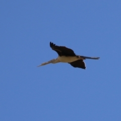 Anhinga novaehollandiae at Molonglo Valley, ACT - 24 Jan 2023