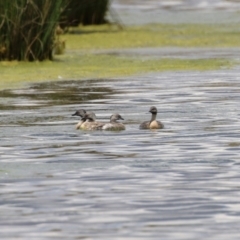 Poliocephalus poliocephalus (Hoary-headed Grebe) at Molonglo Valley, ACT - 24 Jan 2023 by RodDeb