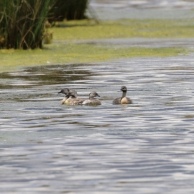 Poliocephalus poliocephalus (Hoary-headed Grebe) at Molonglo Valley, ACT - 24 Jan 2023 by RodDeb