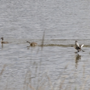 Poliocephalus poliocephalus at Molonglo Valley, ACT - 24 Jan 2023