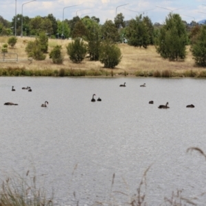 Cygnus atratus at Molonglo Valley, ACT - 24 Jan 2023 01:10 PM