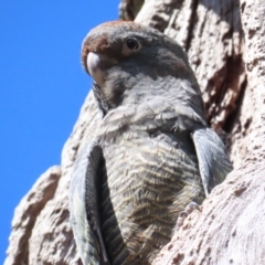 Callocephalon fimbriatum (Gang-gang Cockatoo) at GG149 - 23 Jan 2023 by BenW