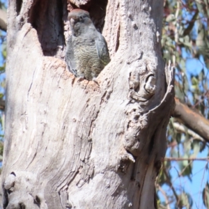 Callocephalon fimbriatum at Red Hill, ACT - suppressed